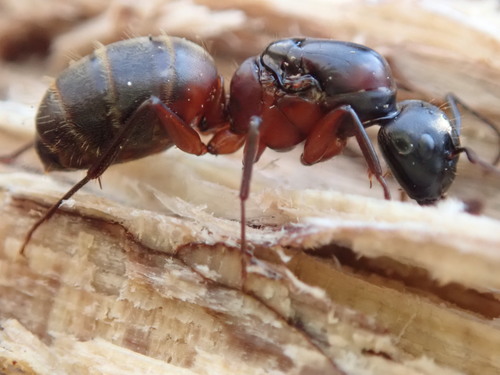Ferruginous Carpenter Ant photo 5