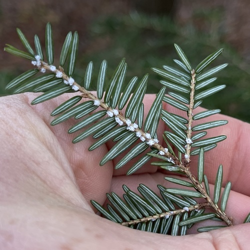 Hemlock Woolly Adelgid photo 6