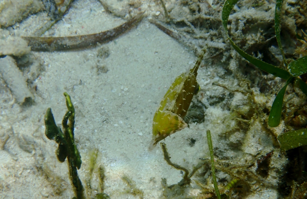 Aiptasia-eating Filefish