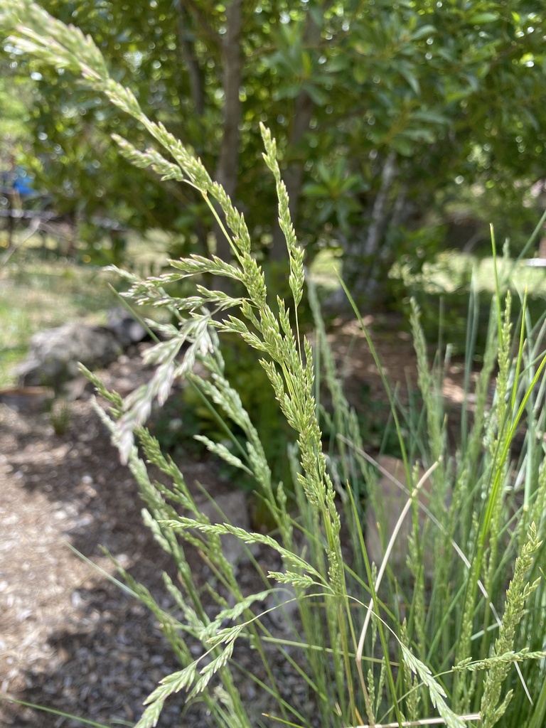 common tussock grass from Tableland Rd, Wentworth Falls, NSW, AU on ...