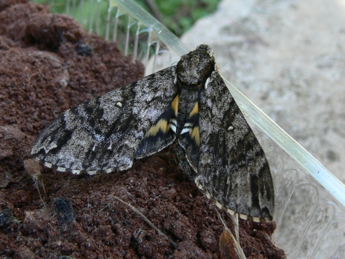 Panogena lingens