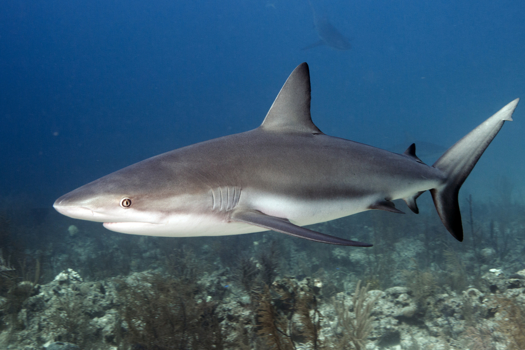Caribbean reef shark passing over coral and sea fans, Bahamas