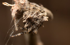 Acanthepeira stellata