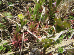Erysimum repandum