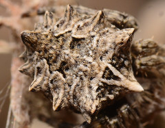 Acanthepeira stellata