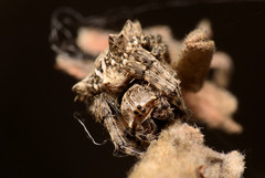 Acanthepeira stellata