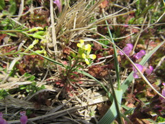 Erysimum repandum