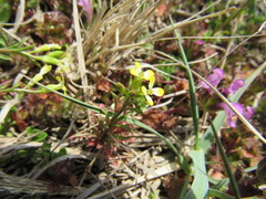 Erysimum repandum
