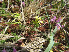 Erysimum repandum