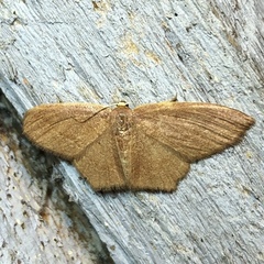 Thalera pistasciaria