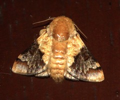 Nirmides basalis