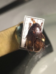 Serica atracapilla