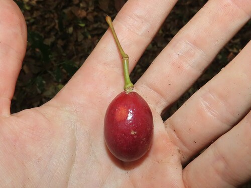 Bell Bird's Heart (Gnetum urens)