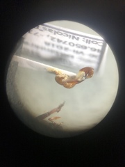 Serica atracapilla