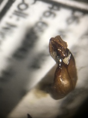 Serica atracapilla