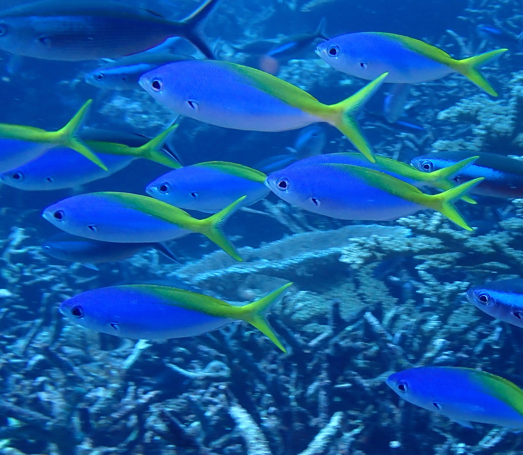 Yellow and blueback fusilier