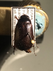 Serica atracapilla