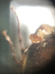 Serica atracapilla