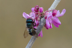 Osmia ribifloris ribifloris