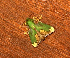 Parasa pastoralis
