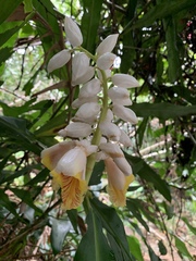 Alpinia hainanensis