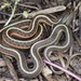 Western Terrestrial Garter Snake - Photo (c) James Maughn, some rights reserved (CC BY-NC), uploaded by James Maughn