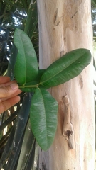 Pimenta racemosa