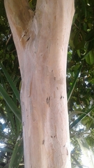 Pimenta racemosa