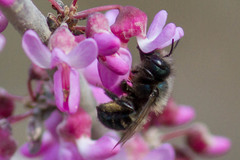 Osmia ribifloris ribifloris