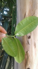Pimenta racemosa