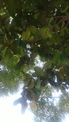 Pimenta racemosa