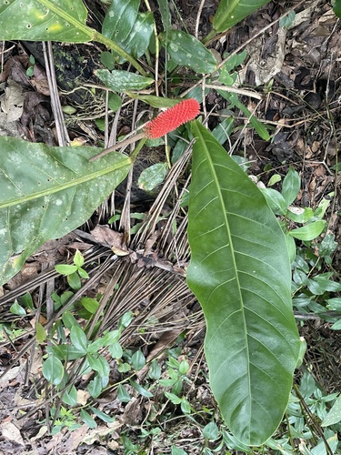 Anthurium upalaense, photograph 5