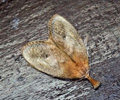 Scopelodes pallivittata