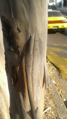 Pimenta racemosa