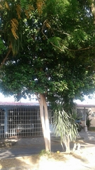 Pimenta racemosa