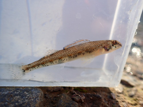 Warioto Darter