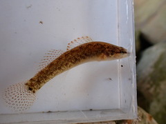 Egg-Mimic Darter photo 2