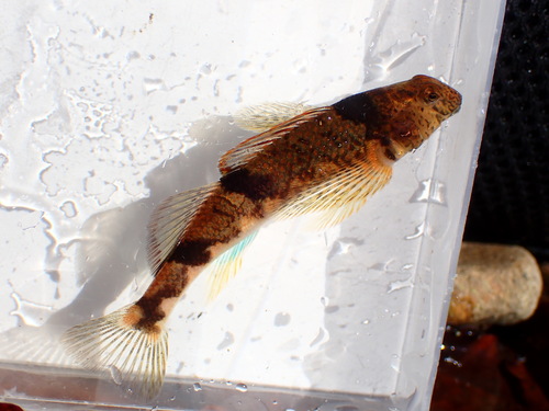 Blenny darter (Etheostoma blennius) — Percidae