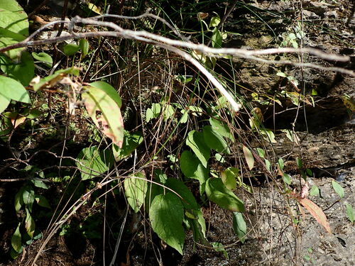 Rudbeckia palustris, photograph 2