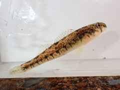 Duck Darter photo 4