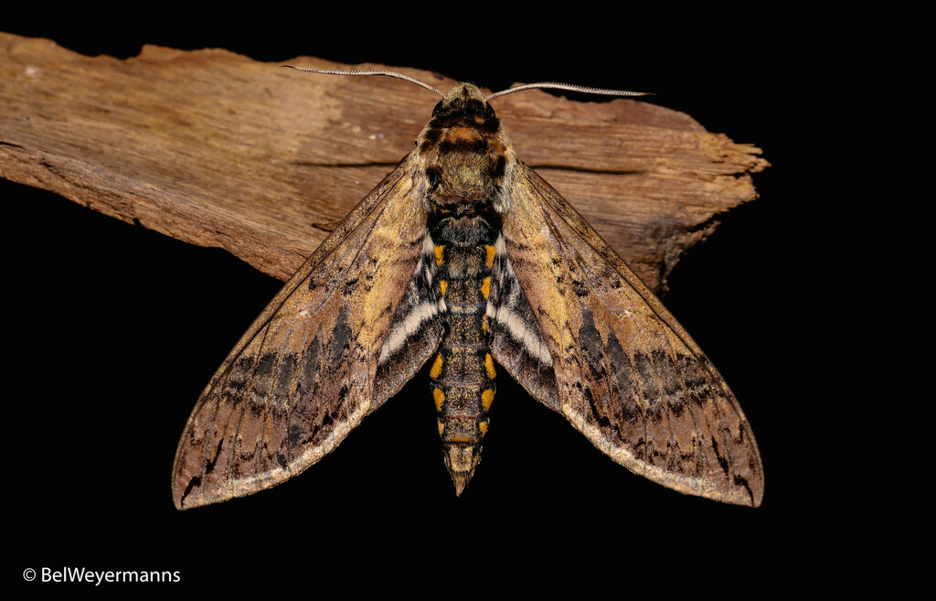 Manduca hannibal