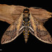 Manduca hannibal - Photo (c) Maria Isabel Weyermanns, some rights reserved (CC BY-NC), uploaded by Maria Isabel Weyermanns