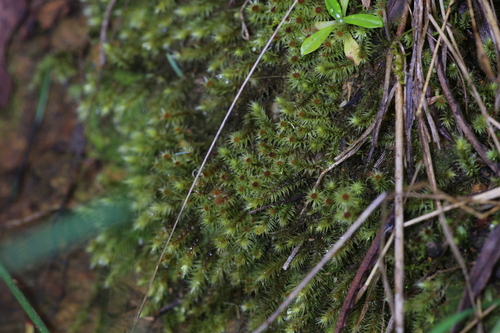 Image of Breutelia affinis by (c) Hugo Innes, some rights reserved (CC BY)