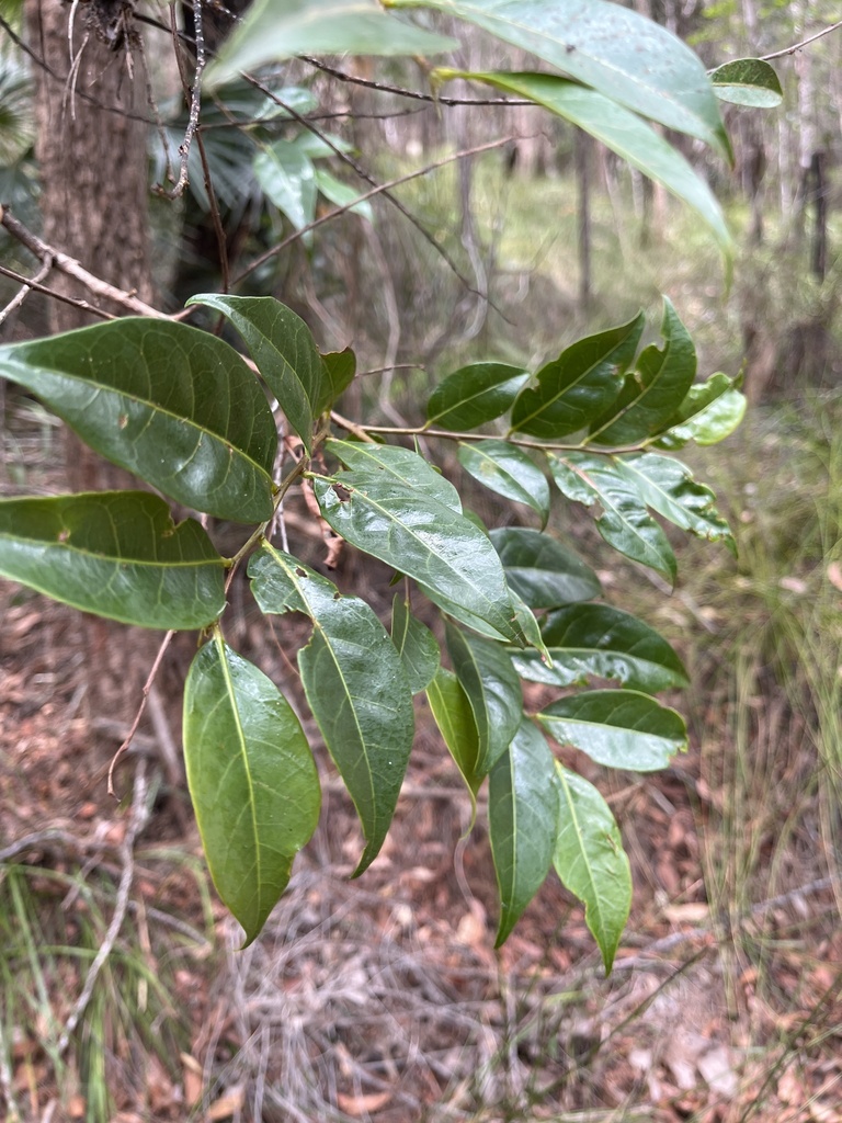 Cheese Tree from Lovett Bay, Lovett Bay, NSW, AU on November 4, 2023 at ...