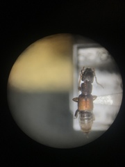 Achenomorphus corticinus