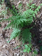 Woodsia obtusa obtusa