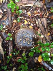 Amanita nothofagi