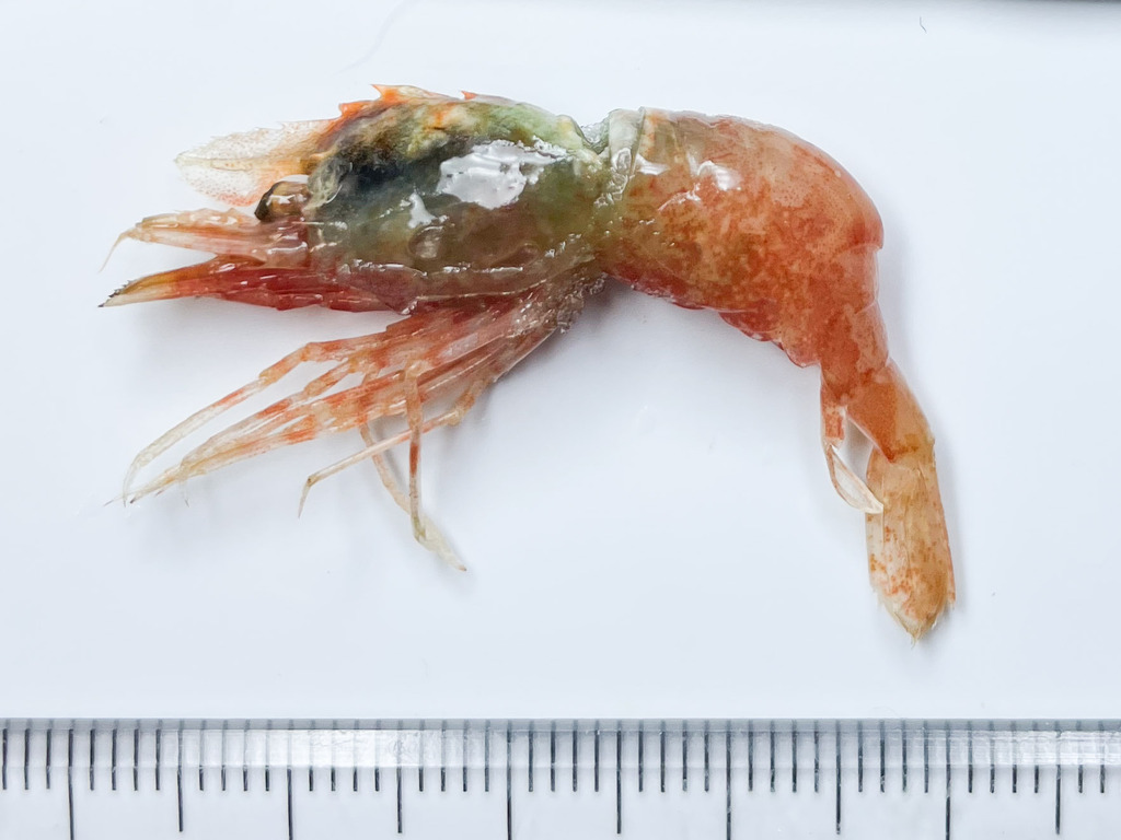 Friendly Blade Shrimp on August 7, 2023 by Claude Nozères. Crevette ...