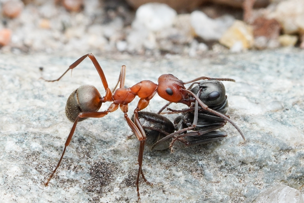 Formica subintegra