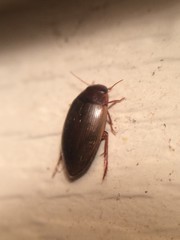 Copelatus chevrolati